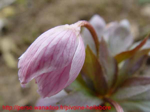 thibetanusrgebeez05