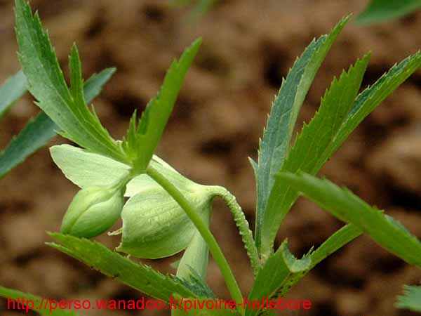 viridisoccidpc07