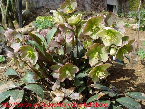 xericsmithii05