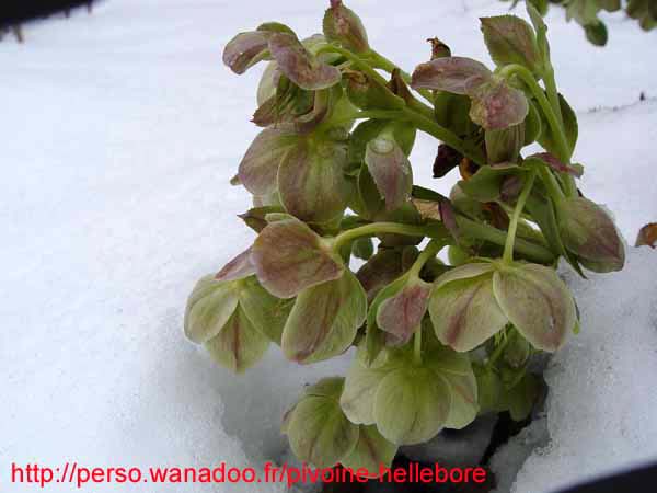 xsterniibb01