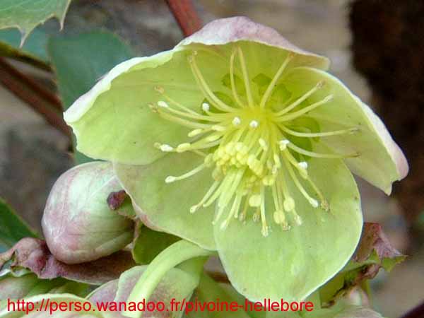 xsterniibb06