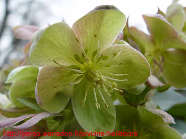 xsterniibblush08