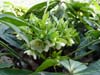 orient_caucasicus01