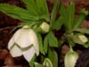 orient_caucasicus03