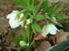 orient_caucasicus04