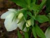 orient_caucasicus05