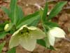 orient_caucasicus06