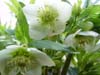 orient_caucasicus08