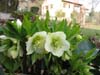 orient_caucasicus11