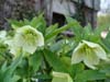 orient_caucasicus12
