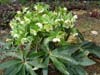 orient_caucasicus13