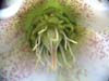 orient_guttatus12
