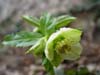 orient_orientalis02