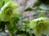 orient_orientalis04