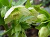 orient_orientalis05