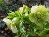 orient_orientalis07