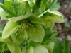 orient_orientalis09