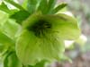 orient_orientalis10