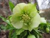 orient_orientalis11