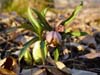 purpurascens01