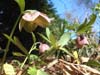 purpurascens03