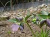 purpurascens04