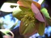purpurascens05