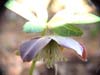 purpurascens06