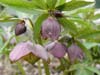 purpurascens08