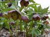purpurascens10
