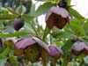 purpurascens11