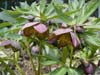 purpurascens12