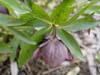 purpurascens13