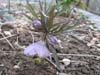 purpurascenszep01