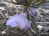 purpurascenszep02