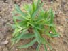 viridisoccidpc01