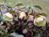 xericsmithii02