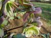xericsmithii11