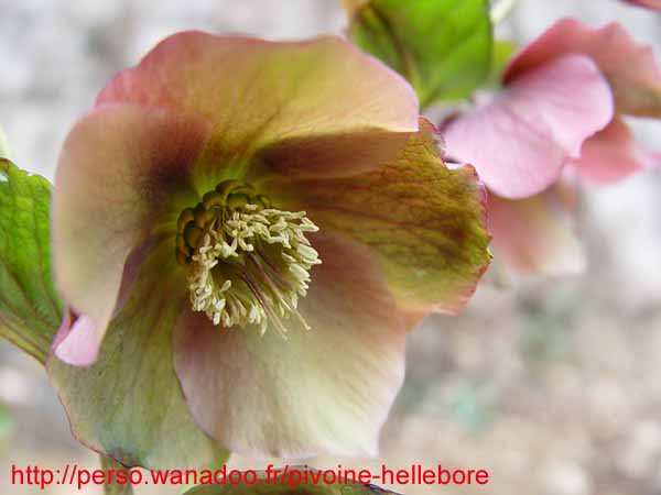 hybrdevesta12
