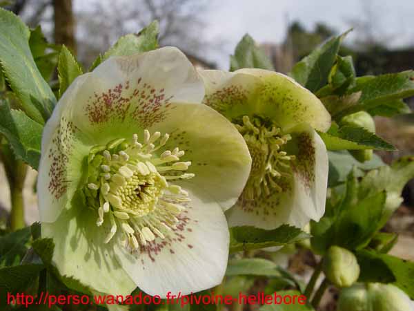 jardiblanponctue02