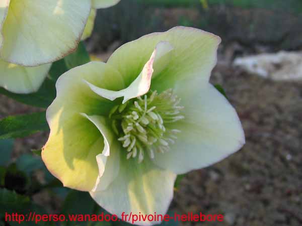 mlpeche07