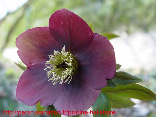 mlvelourspourpre10