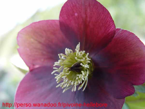 mlvelourspourpre11