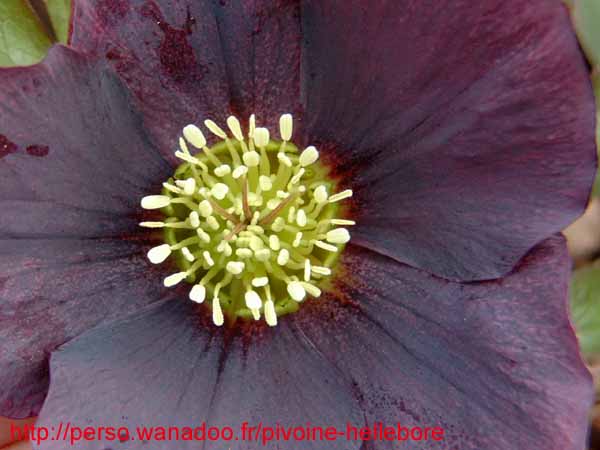 smokypurpple04