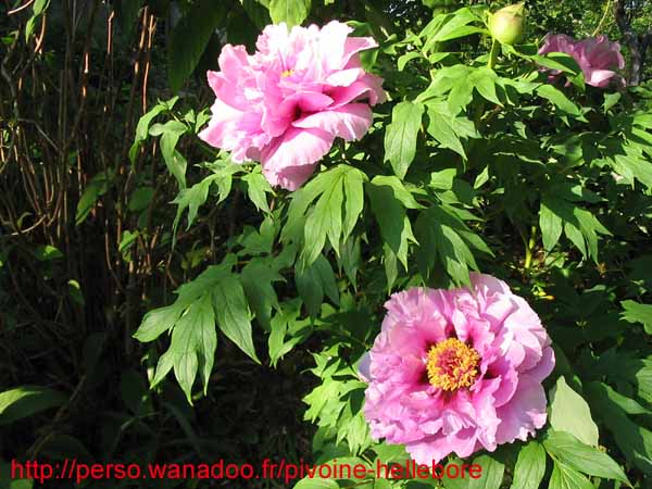 hanadai_djin05