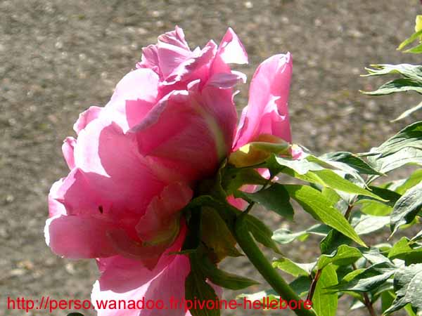 hanadai_djin10