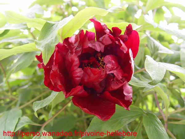 le_sang_lorrain06