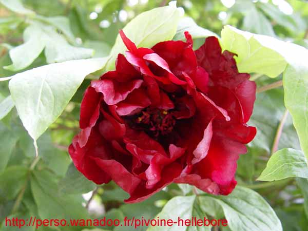 le_sang_lorrain07