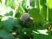 alice_harding03