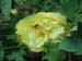 alice_harding06